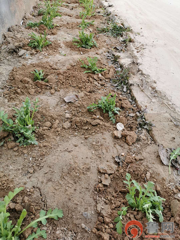 防疫一线展风采巾帼担当绽芳华记巨野独山镇田秋霞