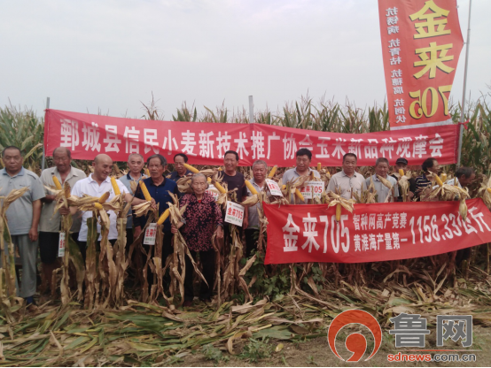 今天菏泽玉米什么价格 今日菏泽玉米价格最新行情