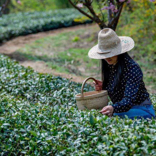 聖谷山高山深處有佳茗