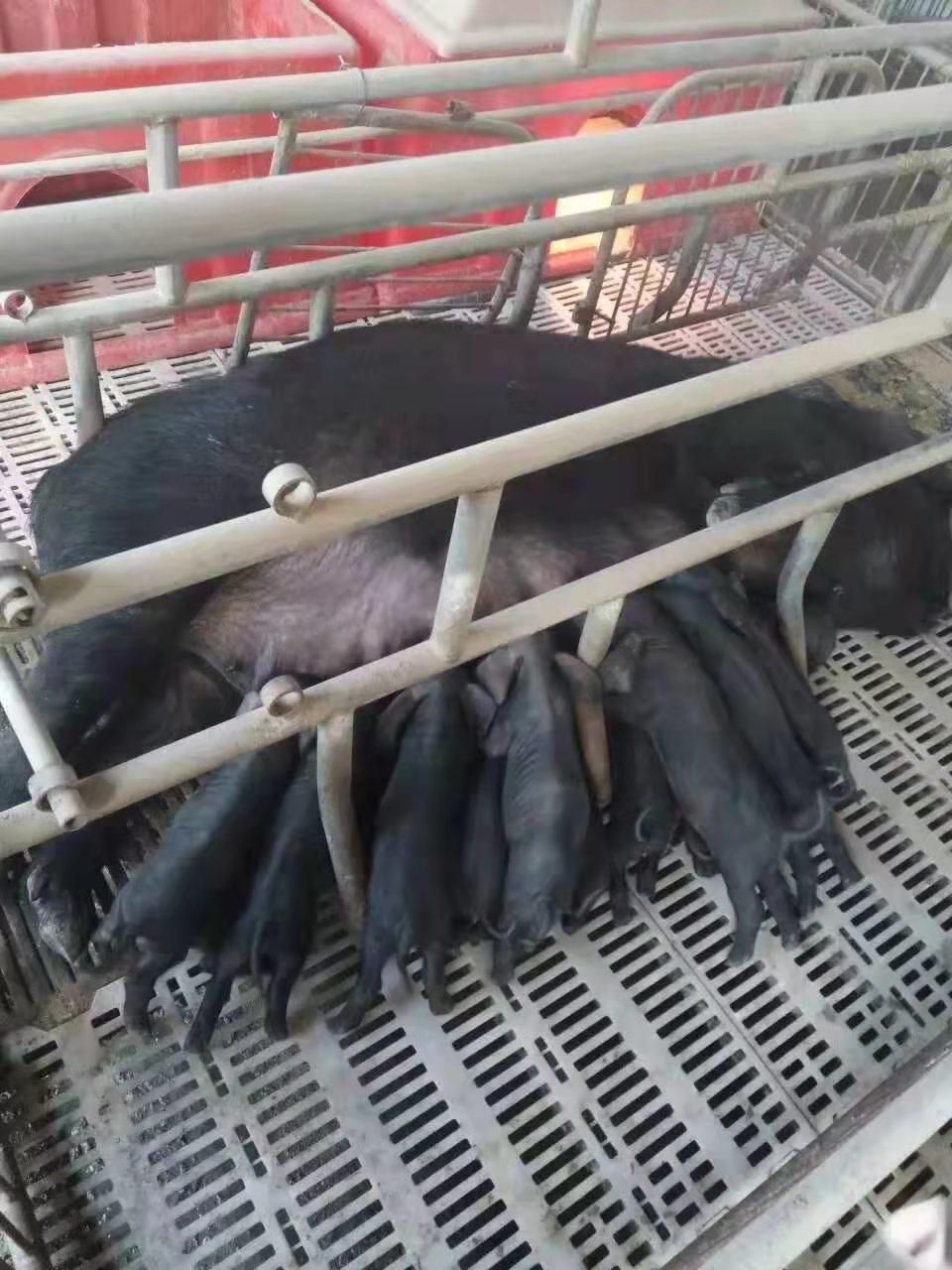 走好产业致富路助力乡村振兴梦记济宁东三大蒲莲猪原种场场长吕东三