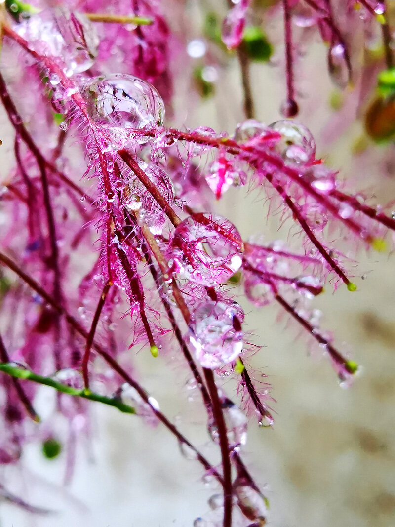 雨后唯美图片