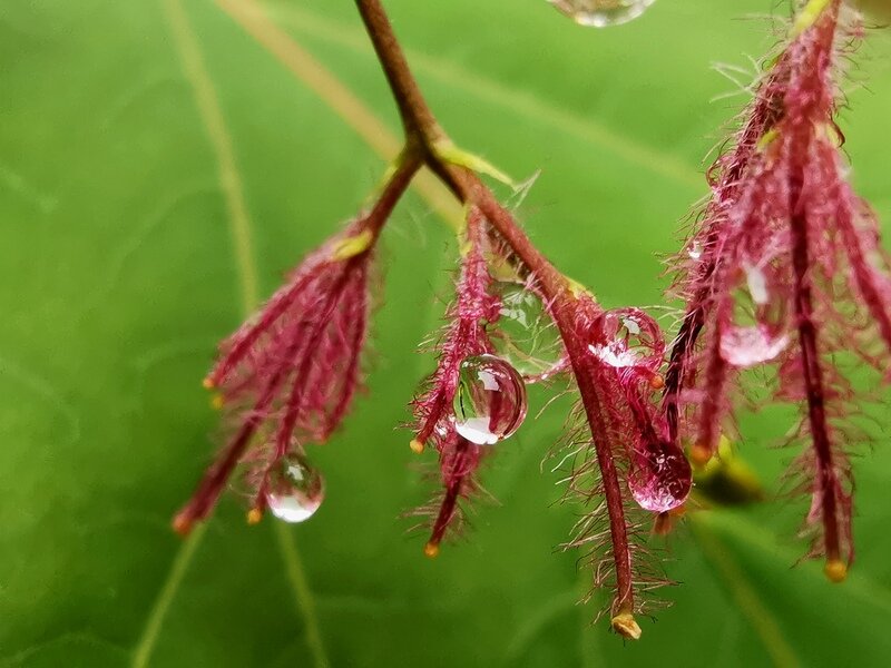 雨后唯美图片