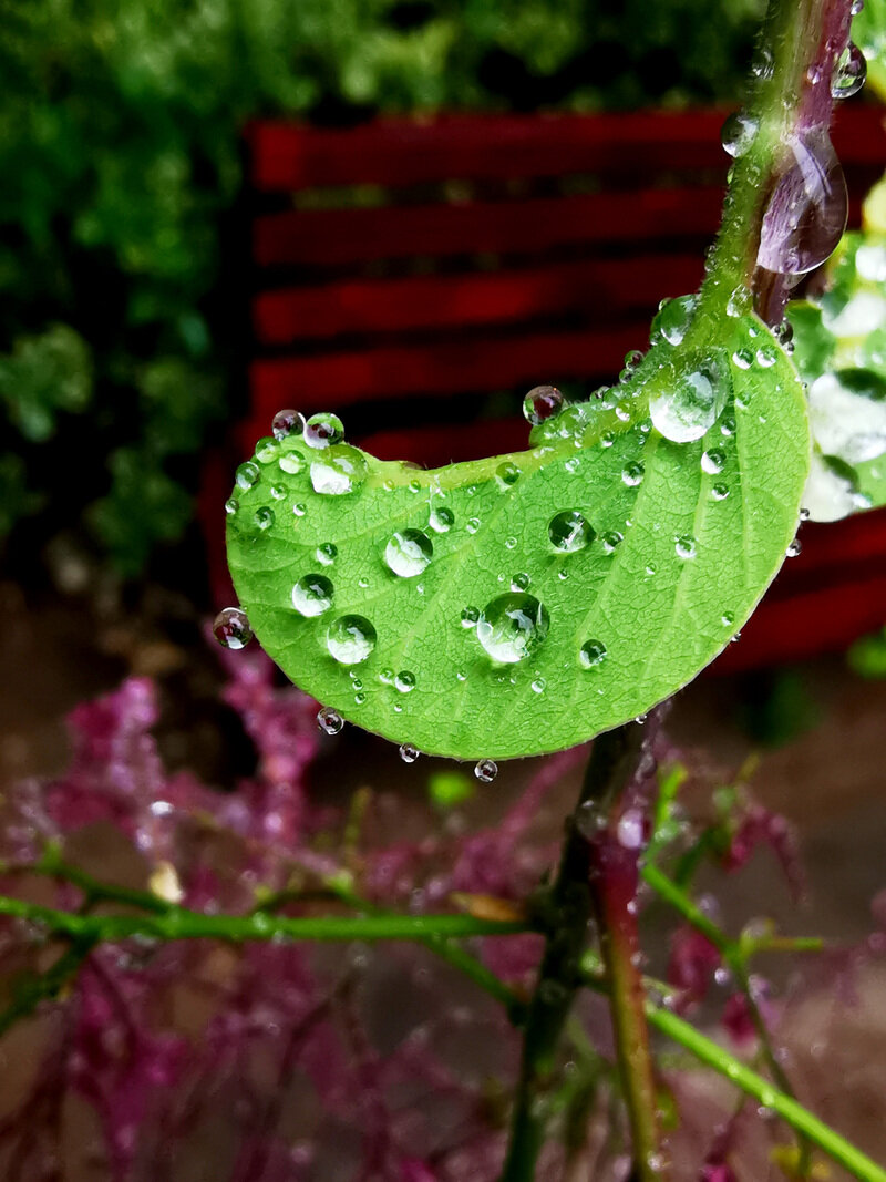 雨后唯美图片