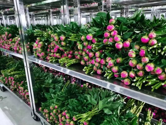盒马村的芍药有了“全国卷” 统一种植标准助亩产增2成
