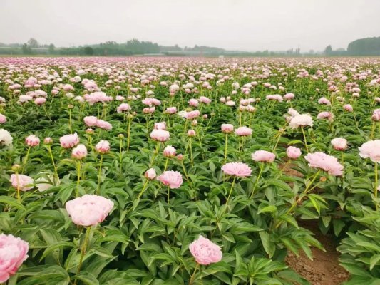 盒马村的芍药有了“全国卷” 统一种植标准助亩产增2成