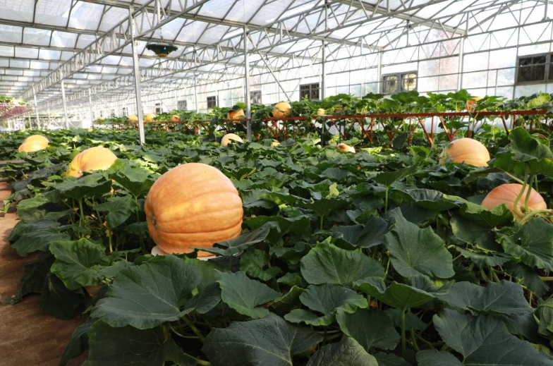 第二十三届寿光菜博会闭幕累计意向投资额200多亿元