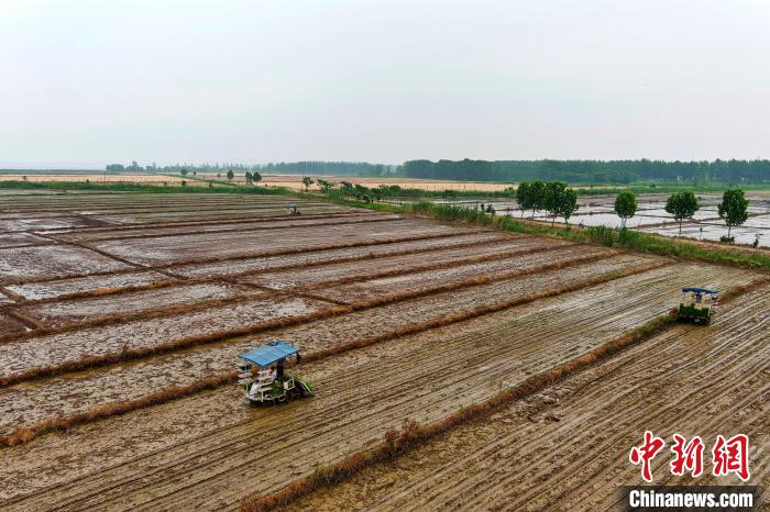 大国粮策皖北粮仓安徽五河夏种插秧忙