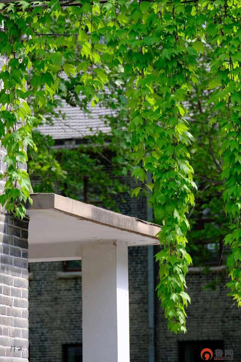 鲁网曲阜师范大学曲园春夏之美校园摄影大赛获奖名单公布