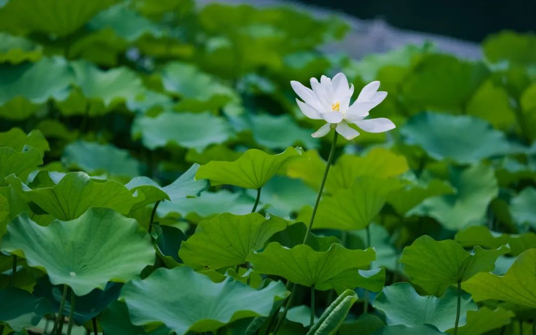 七险一金、带薪休假、药品福利，揭秘鲁南制药到底是什么样子的？