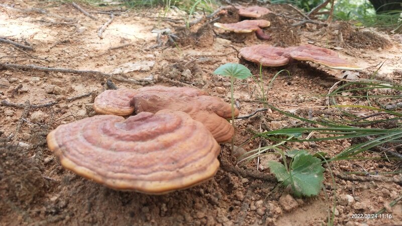 赤灵芝"反哺"泰山喜获成功