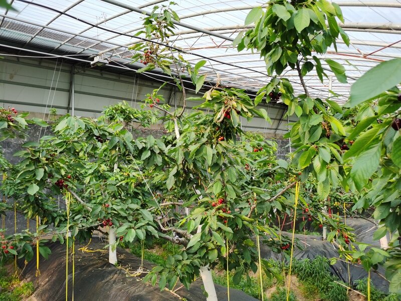 (天南地北潍坊人)大樱桃带富全村人 清华博士后显作为——访潍坊东庄