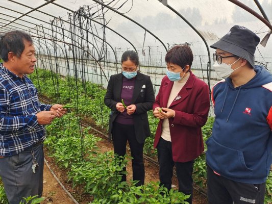 济宁市汶上县南旺镇:抢抓农时促生产 守护群众菜篮子