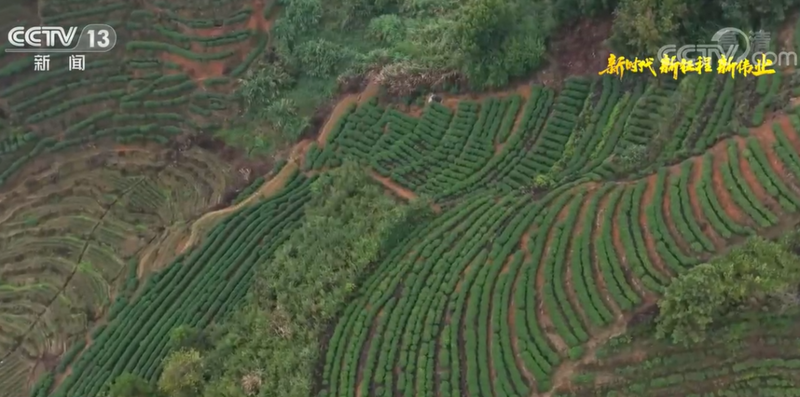 福建宁德坦洋村：发展茶产业 当好领头羊