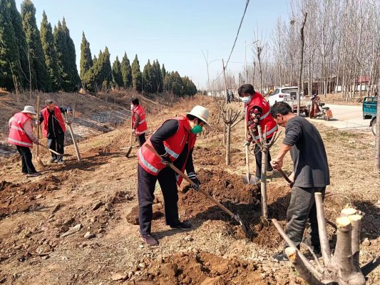 济宁市泗水县金庄镇绿化美化街道提升镇域颜值