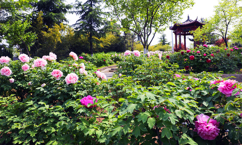 牡丹争放·共赴春天 临沂园博园的牡丹花儿开了!