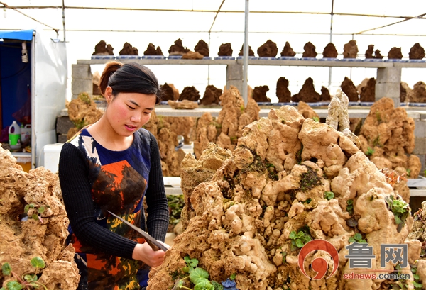 "上水石"特色小镇悄然崛起 售出盆景年销售额达6000余万元 - 全景山东