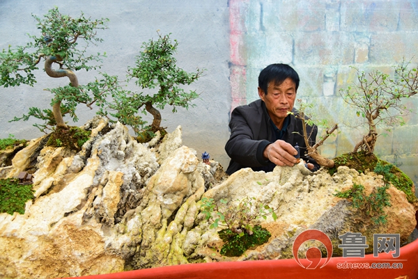 "上水石"特色小镇悄然崛起 售出盆景年销售额达6000余万元 - 全景山东