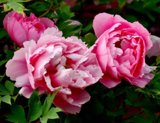 第五届青岛国际牡丹产业园牡丹芍药赏花季于4月22日启幕!