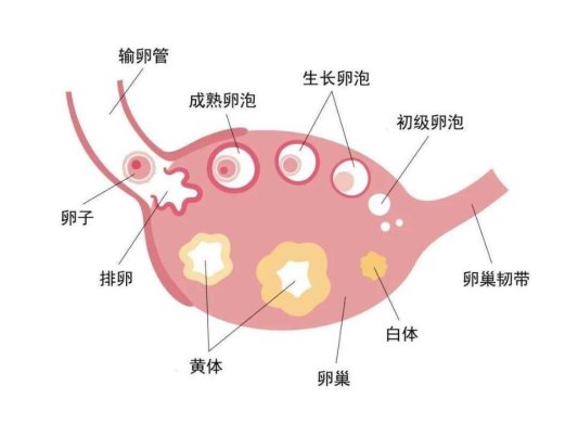 女生黄体期 ws.sdnews.com.cn