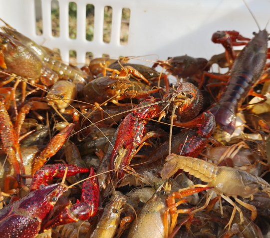 相约生态鱼台  共享龙虾盛宴 —— 第七届鱼台龙虾节在济宁鱼台鱼稼里