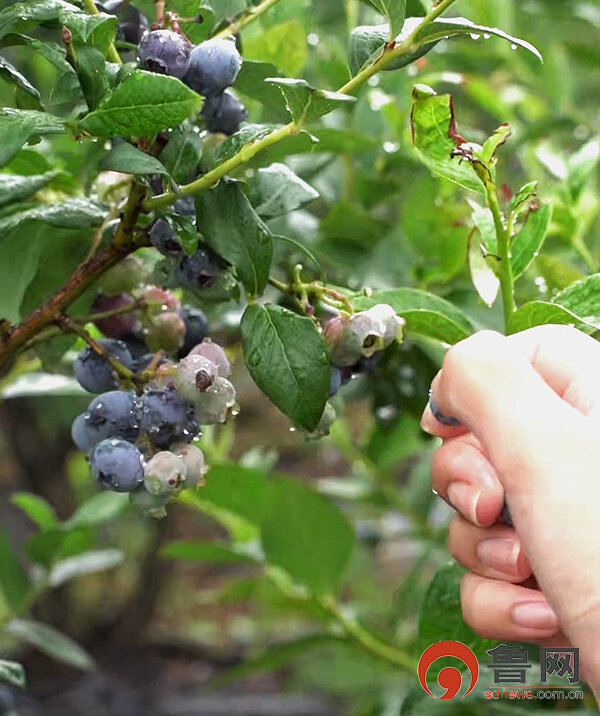 6969南邱东山蓝莓基地占地100亩,由于管理得当,选种优良,蓝莓上市