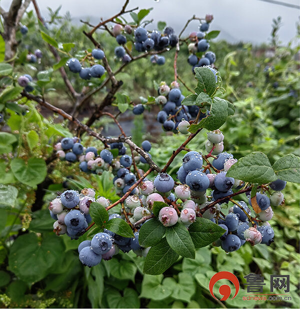 6969南邱东山蓝莓基地占地100亩,由于管理得当,选种优良,蓝莓上市