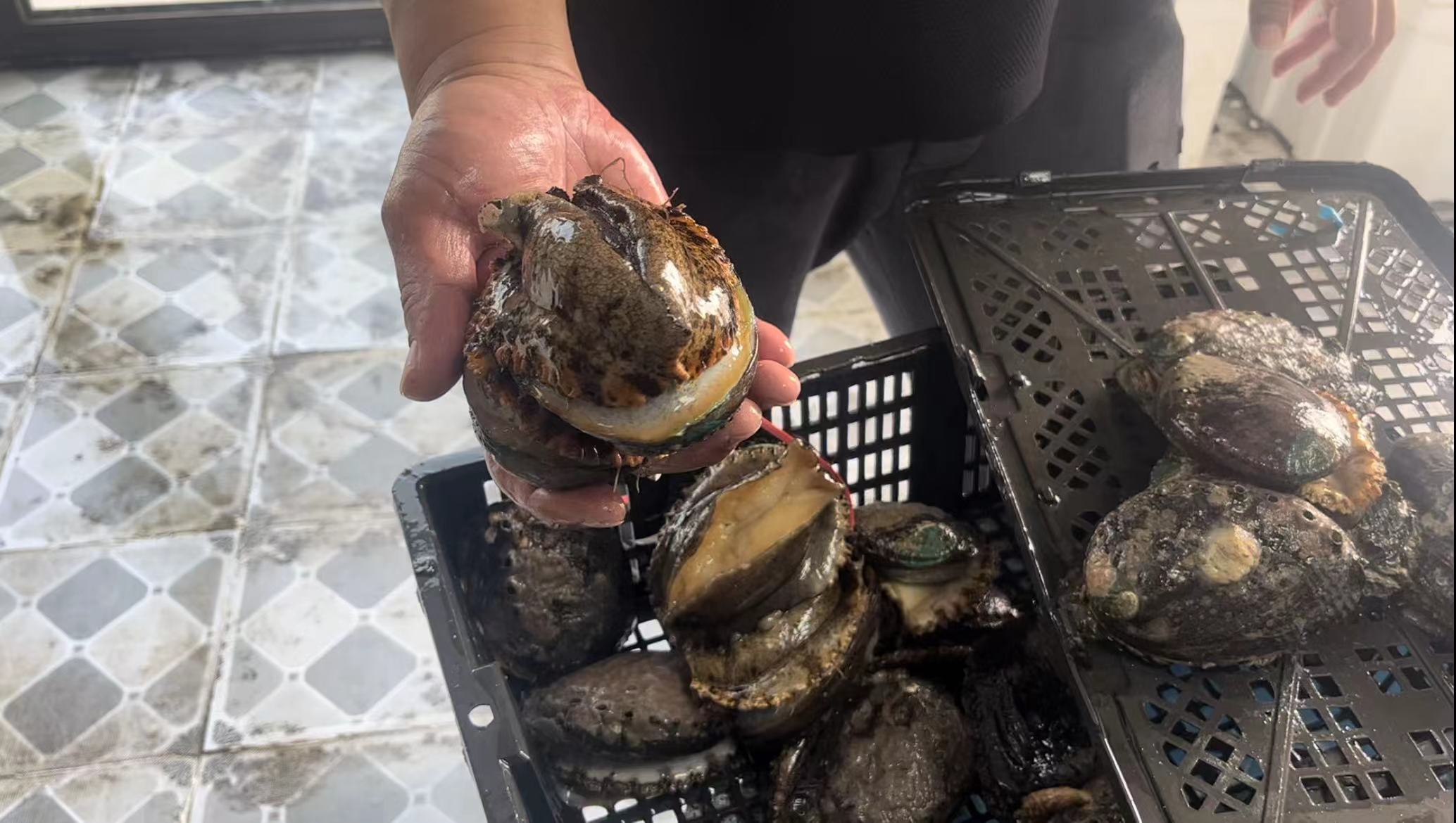 鲜亮的大刀鱼,鲳鱼,鲜美的舌头鱼,鼓眼鱼,墨鱼,笔管(海兔),大虎虾