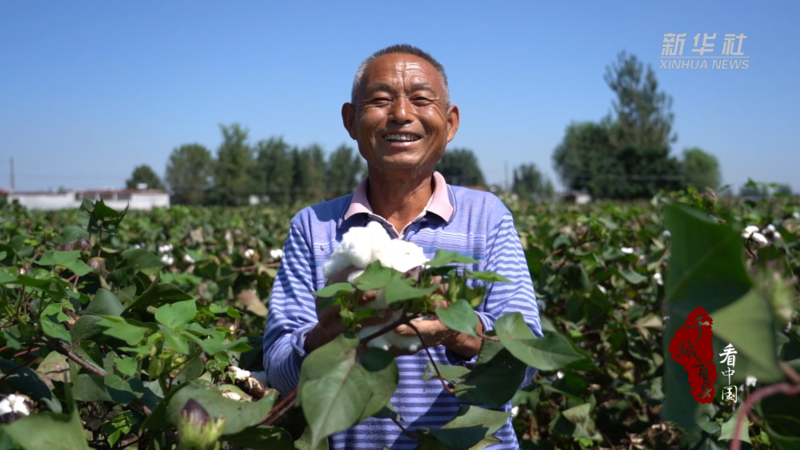 山东巨野棉花采收正当时