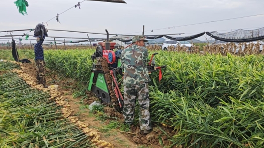 济南市生姜机械生产现场演示观摩会在莱芜区举行