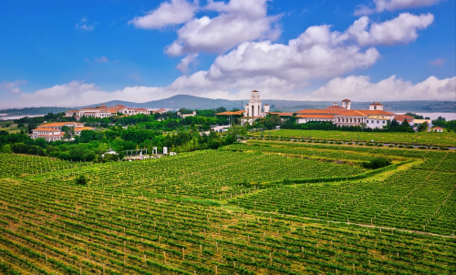 引领葡萄酒行业新质生产力 君顶开创中国首款AI葡萄酒