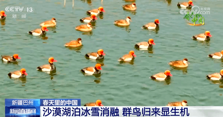 花开正艳候鸟翩跹春日中国展开活力满满大美画卷