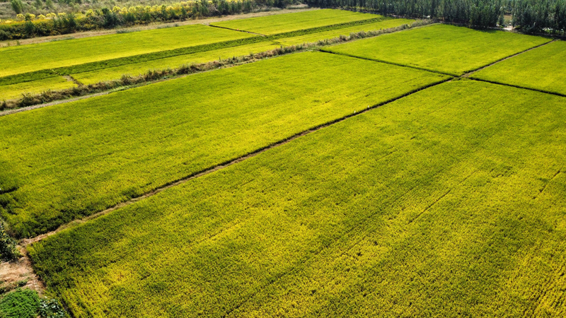 槐荫:推进"万人下乡,千村提升"工程 谱写乡村振兴齐鲁样板"槐荫篇章"