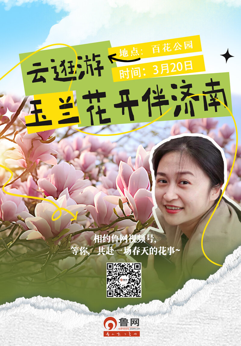 玉兰花开伴济南，春分至，一起打卡春日“顶流” - 鲁网新闻中心
