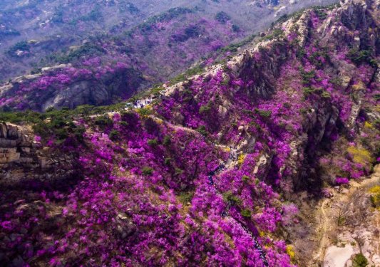 大珠山花期图片