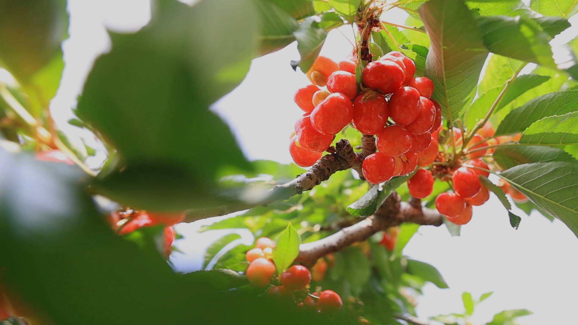 红樱桃,正青春!