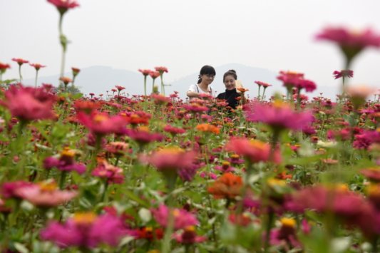 又是一年中秋节：明月秋思意悠悠