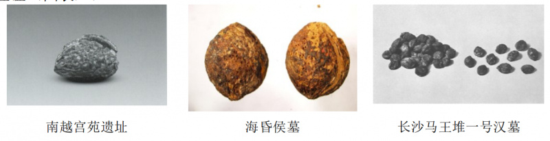 从果子实用到花色审美，梅花在中国文化的进阶之路