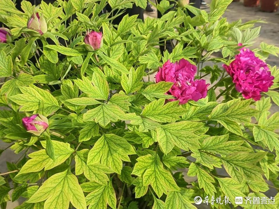 深壹点｜菏泽催花牡丹：绽放在年宵花舞台的新希望