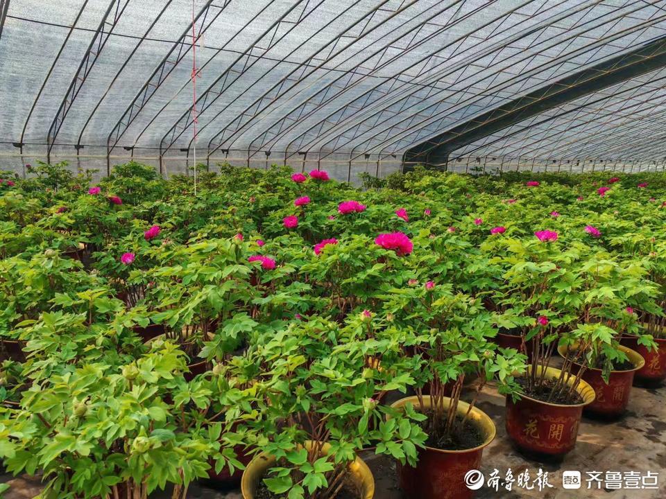 深壹点｜菏泽催花牡丹：绽放在年宵花舞台的新希望