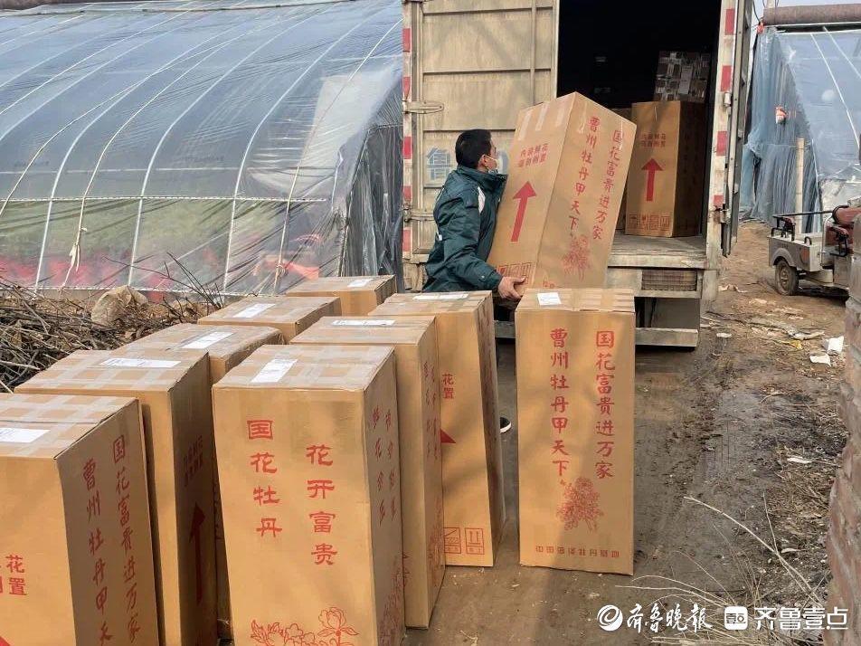 深壹点｜菏泽催花牡丹：绽放在年宵花舞台的新希望