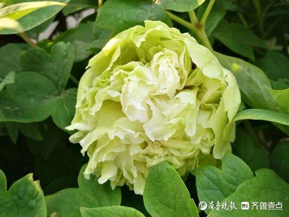 深壹点｜菏泽催花牡丹：绽放在年宵花舞台的新希望