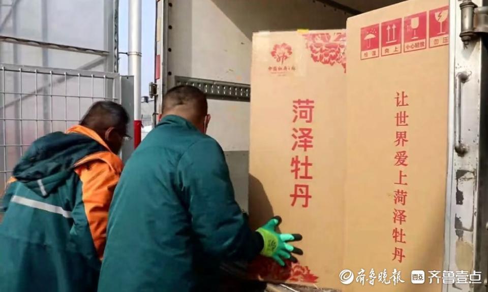 深壹点｜菏泽催花牡丹：绽放在年宵花舞台的新希望