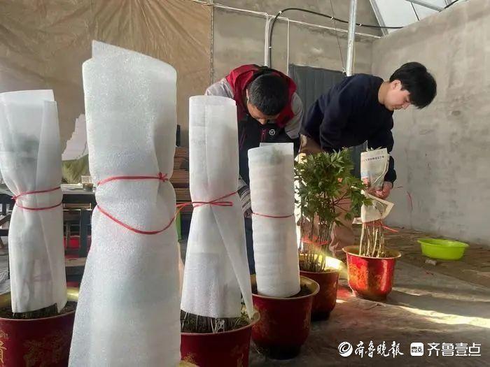 深壹点｜菏泽催花牡丹：绽放在年宵花舞台的新希望