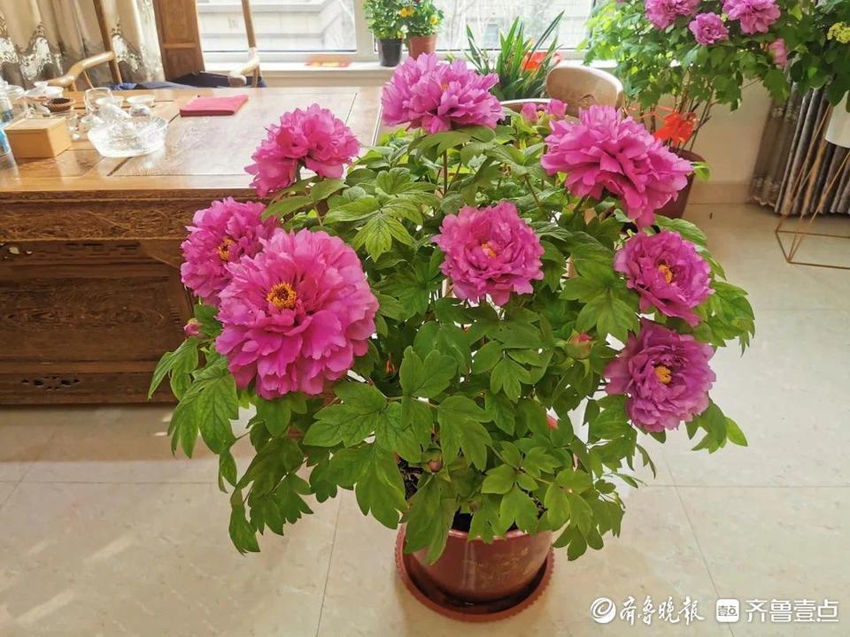 深壹点｜菏泽催花牡丹：绽放在年宵花舞台的新希望