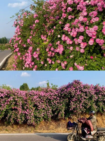 2.李家峪百米花墙