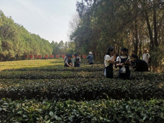 18.体验一把采茶