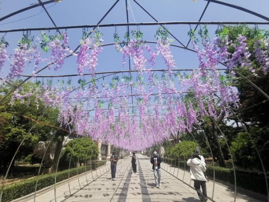9.紫藤花廊迎客