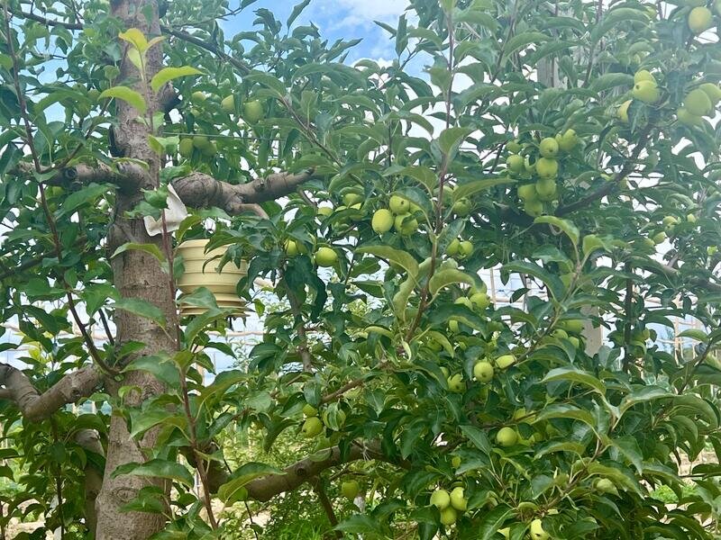 延安市一苹果种植园内的果树。人民网 高清扬摄