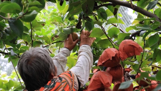 东平县银山镇秋月梨迎丰收 果香满枝富农家