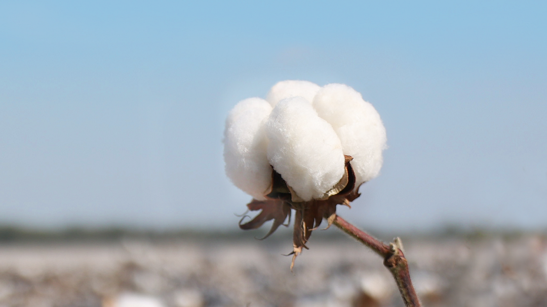 一朵棉花如何改变荒漠，也支撑起全球数亿人的生活？